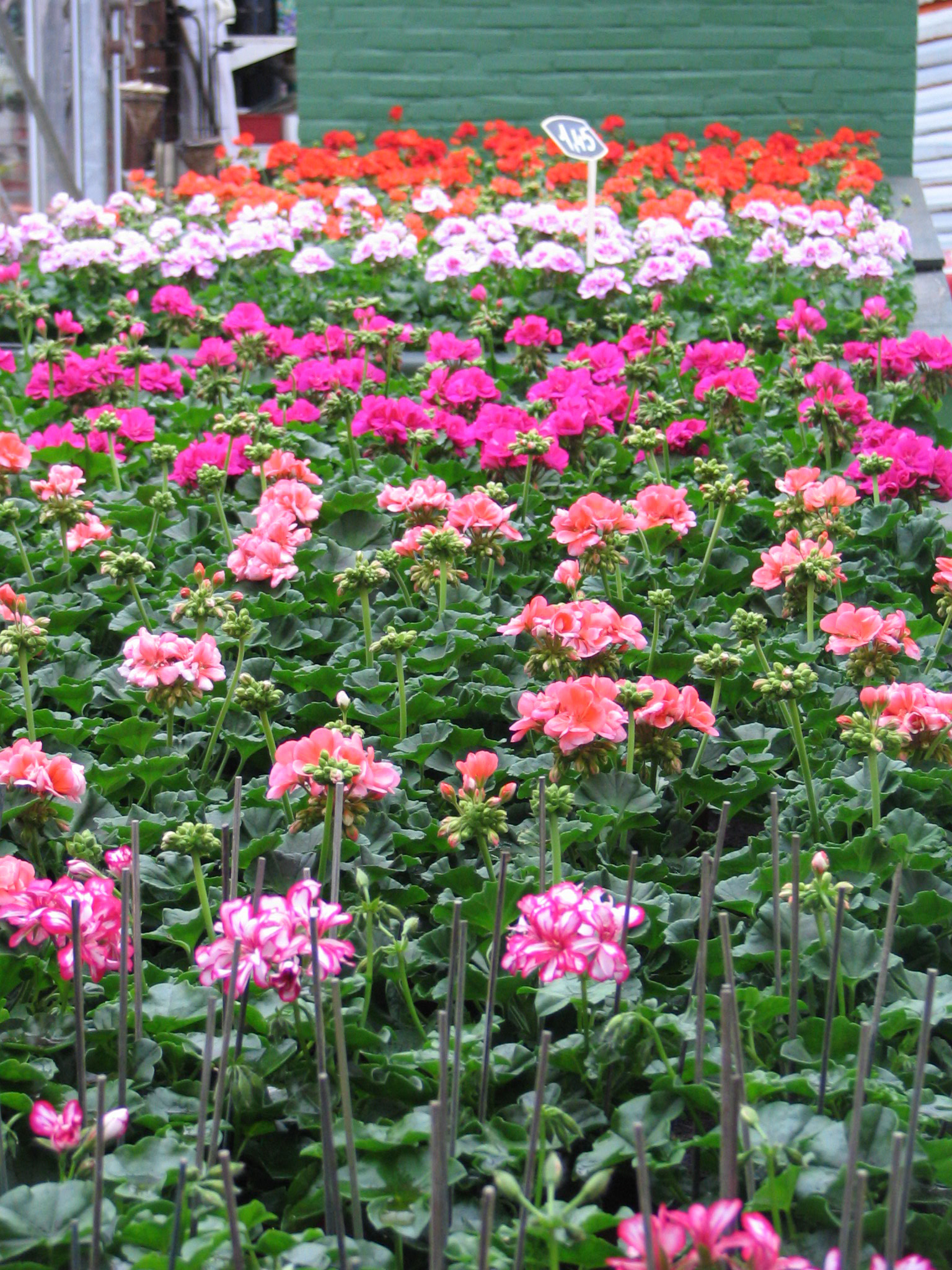 planten-seizoen-meiklokje-hechtel--