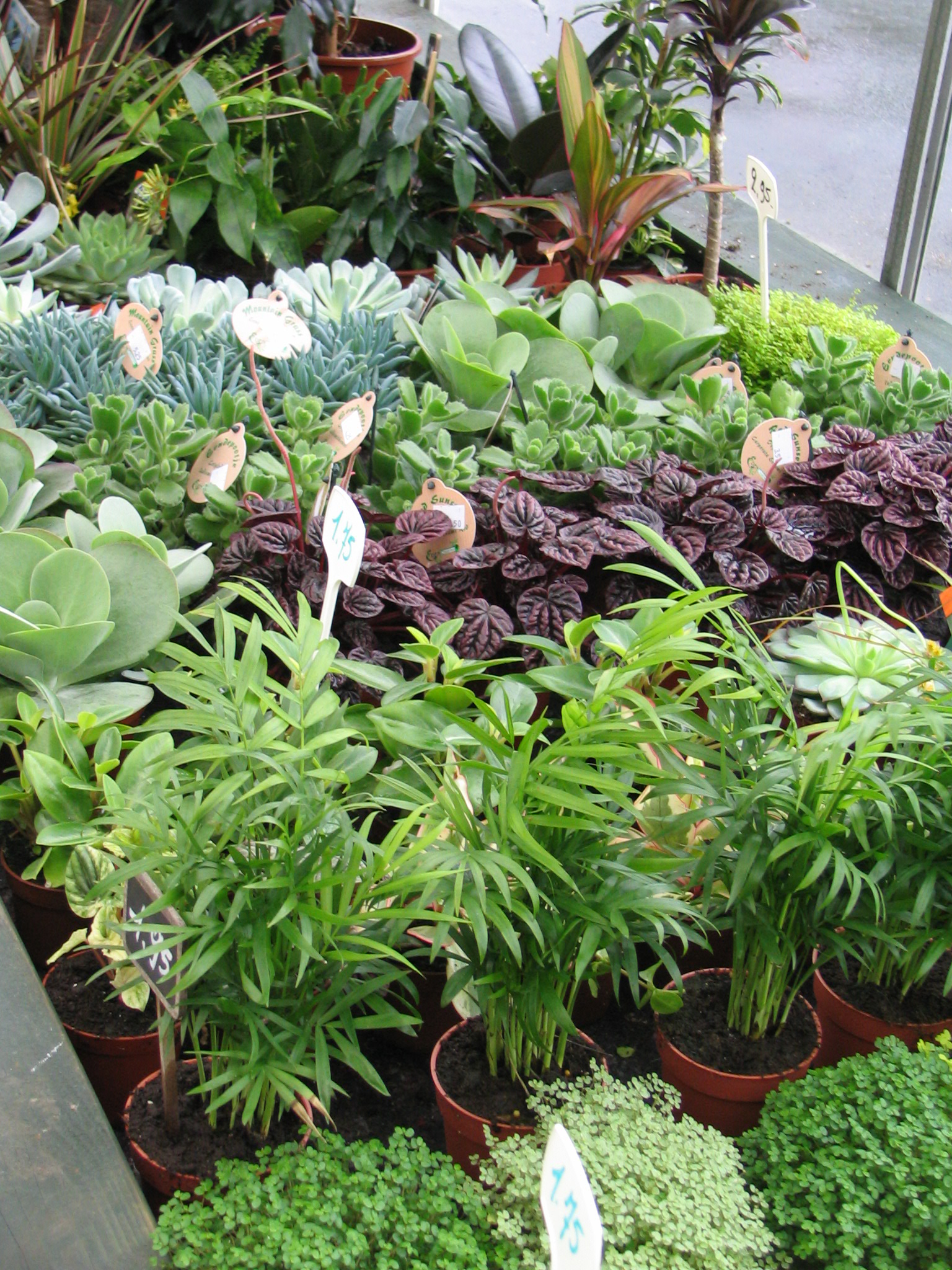 planten-seizoen-meiklokje-hechtel--
