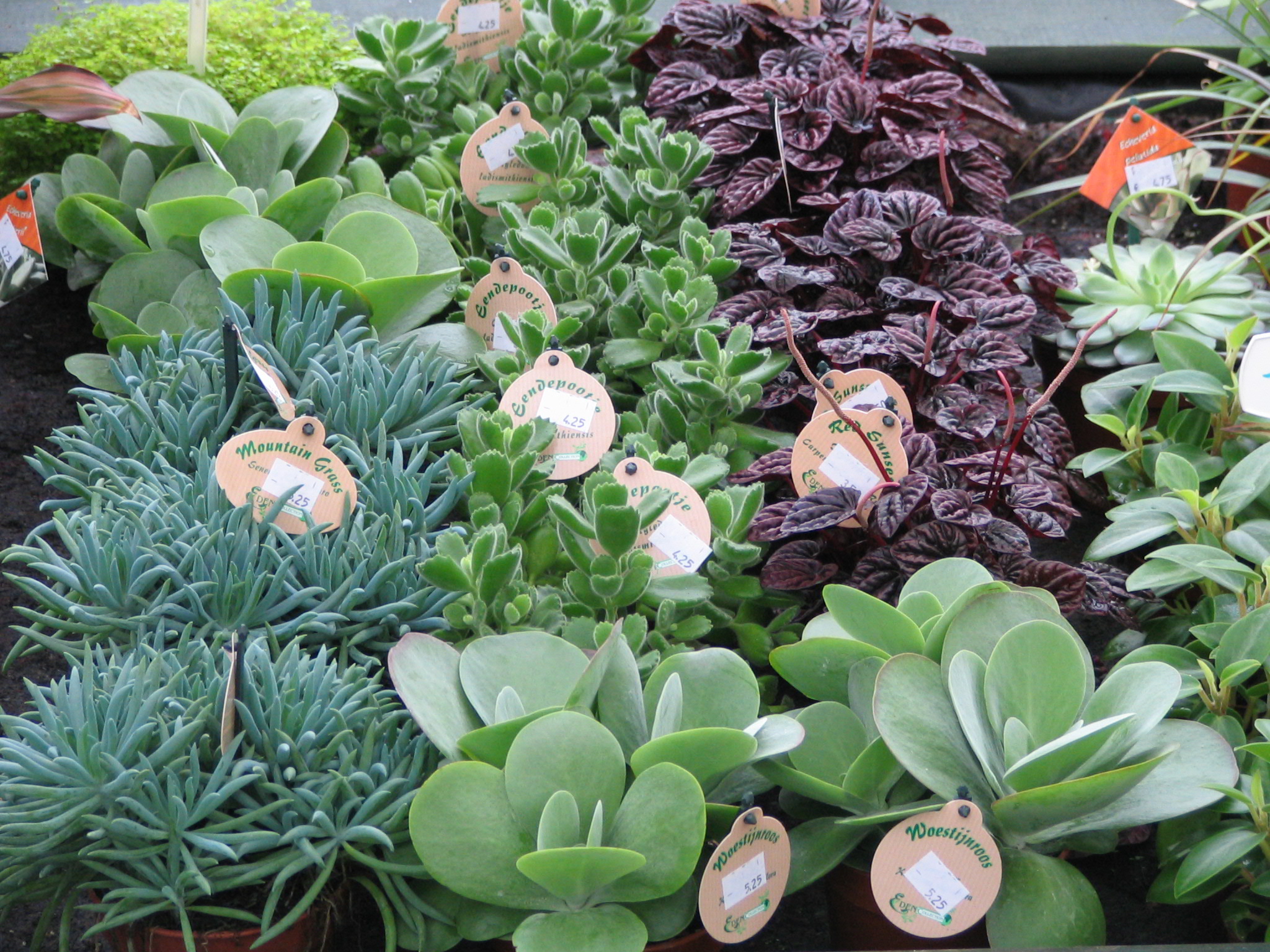 planten-seizoen-meiklokje-hechtel--