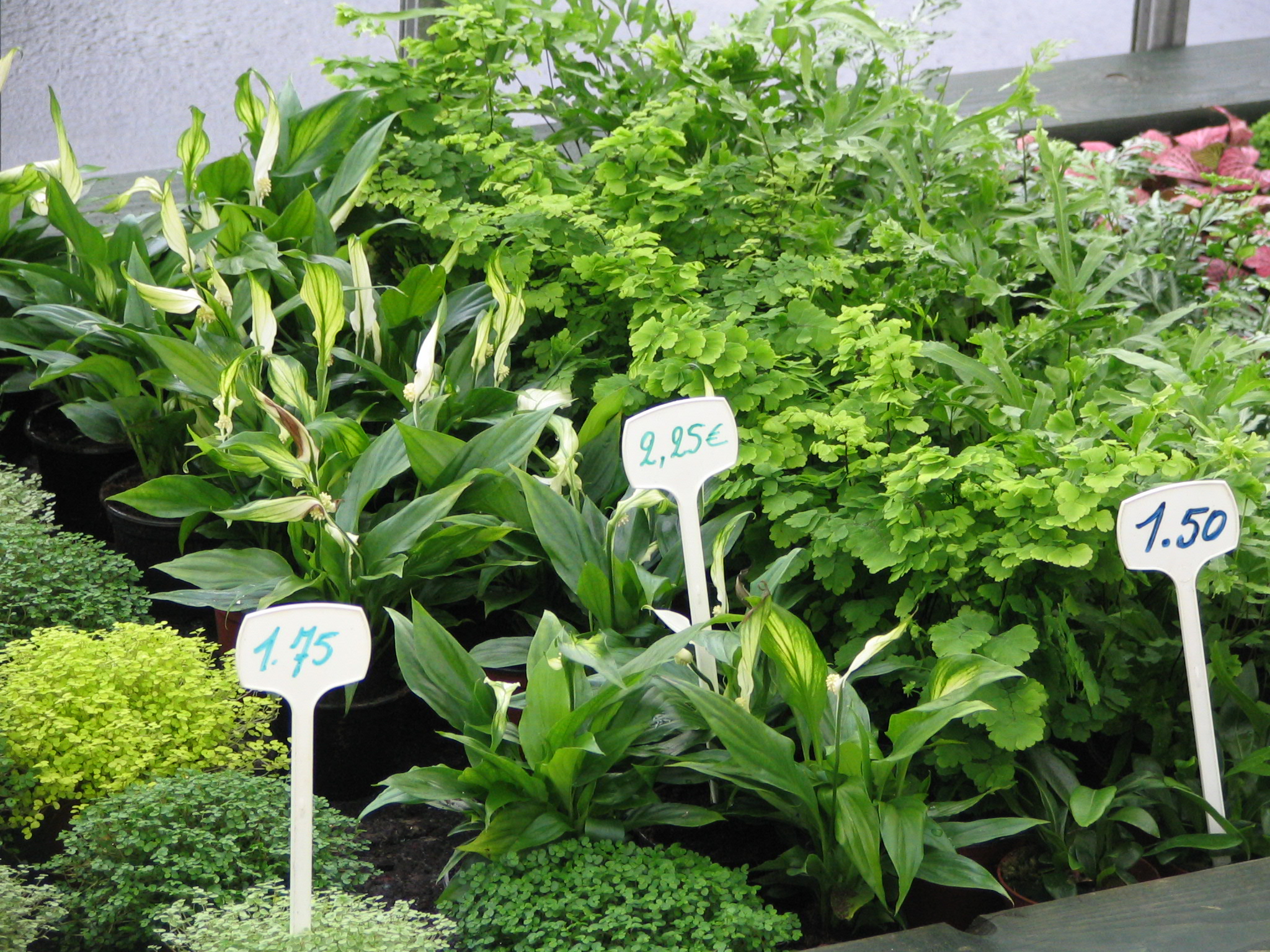 planten-seizoen-meiklokje-hechtel--