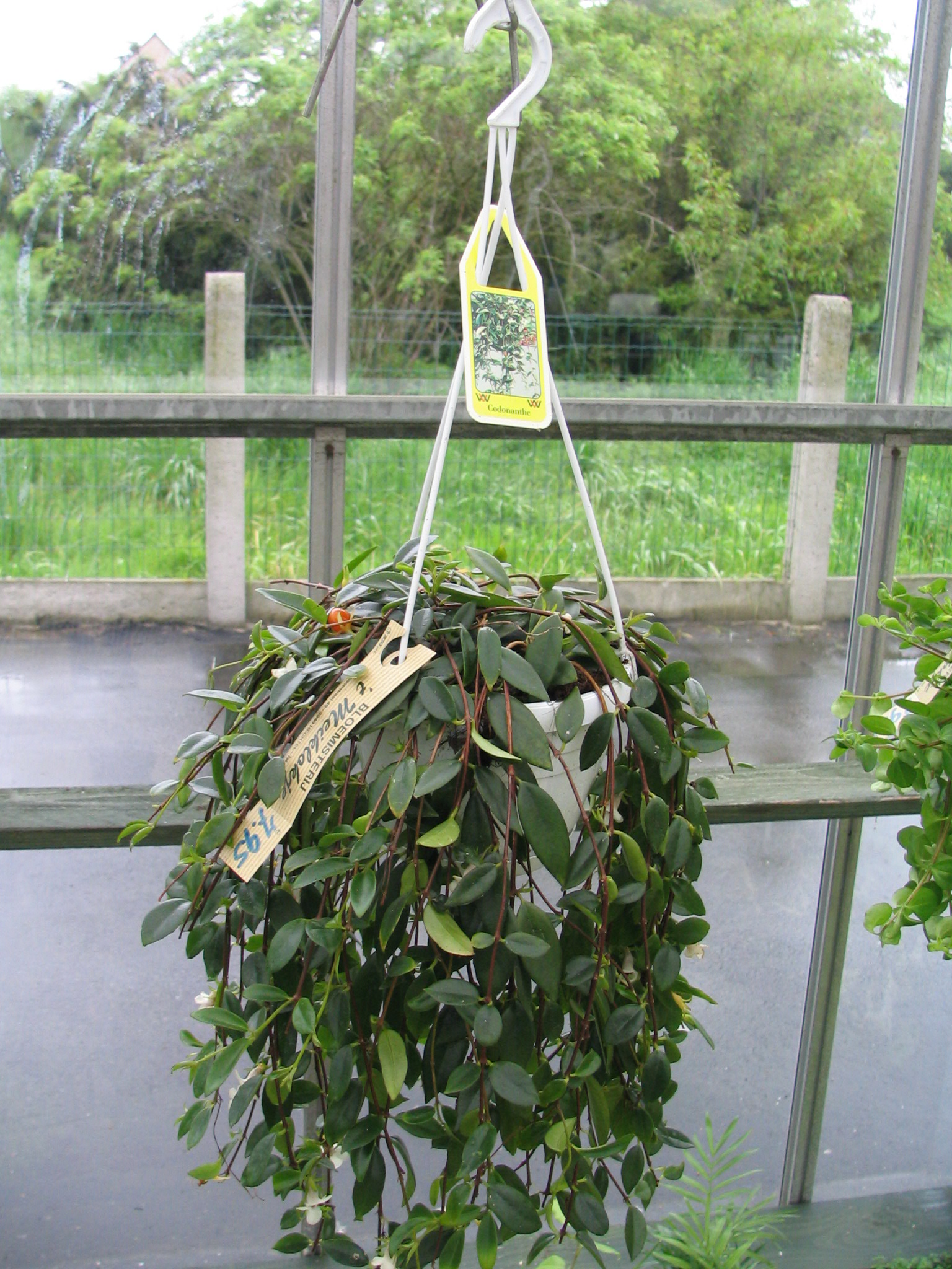 planten-seizoen-meiklokje-hechtel--