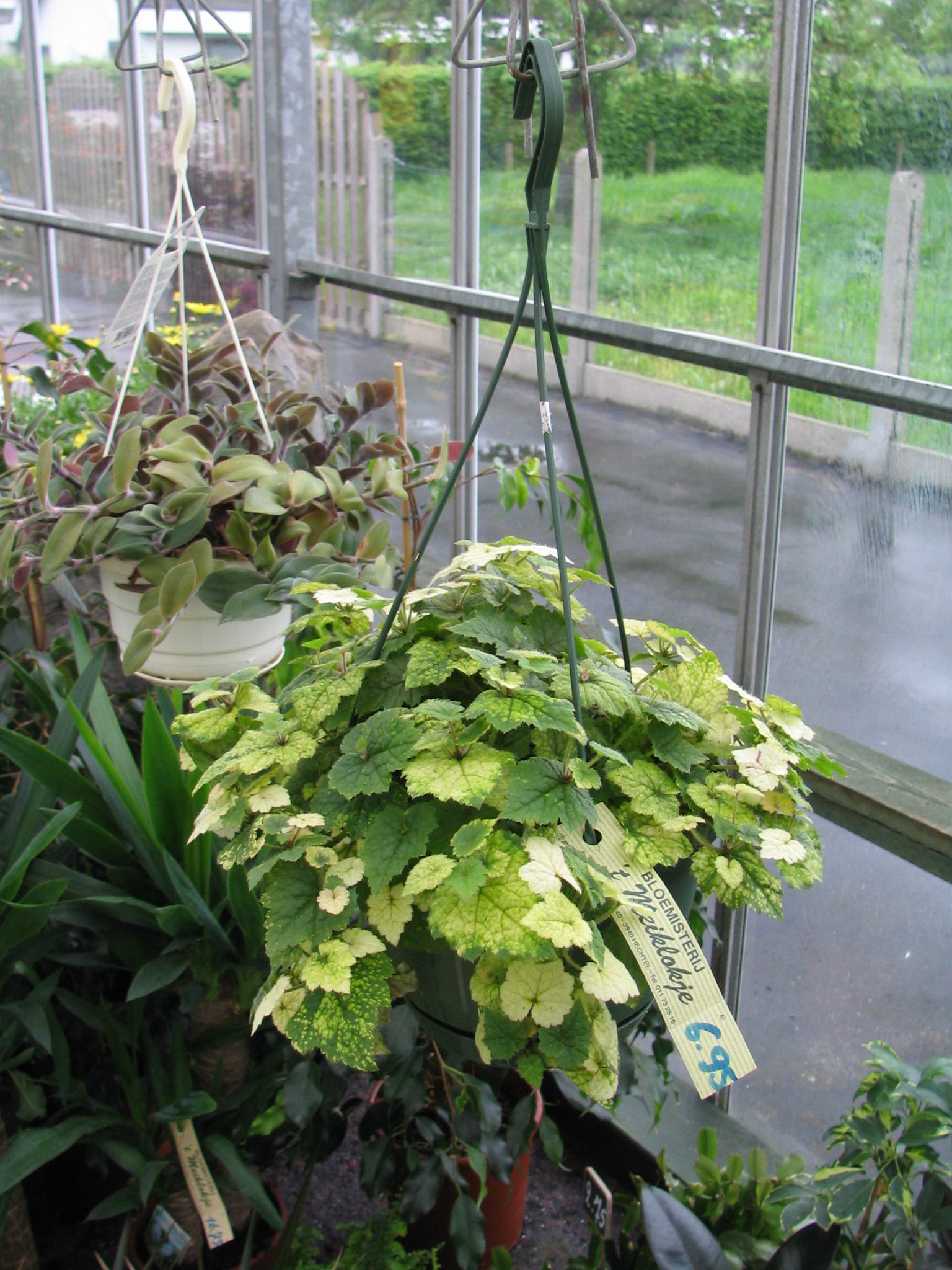planten-seizoen-meiklokje-hechtel--