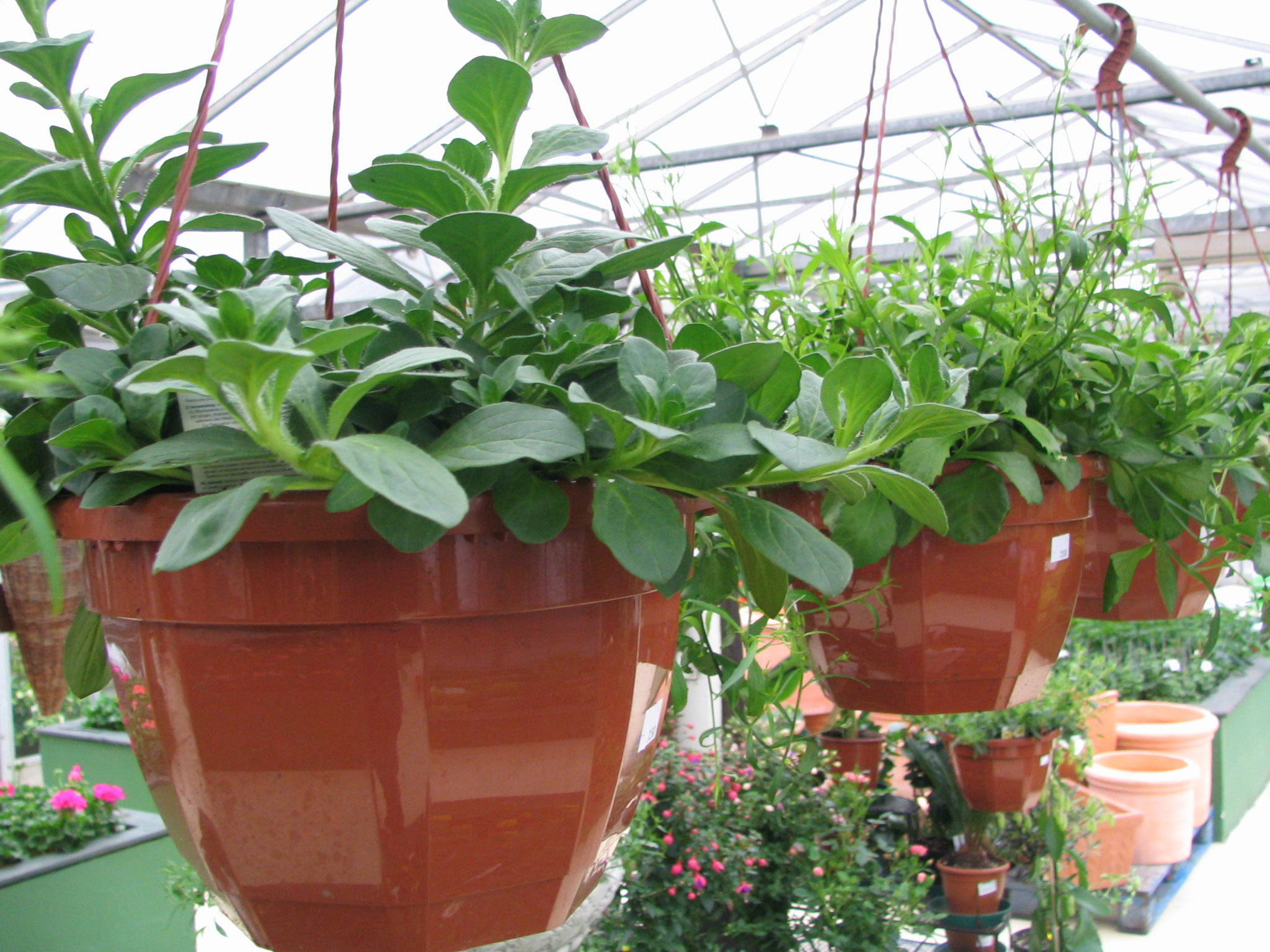 planten-seizoen-meiklokje-hechtel--