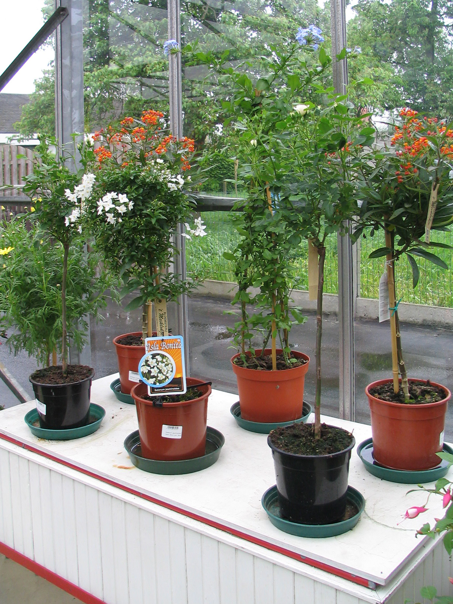 planten-seizoen-meiklokje-hechtel--