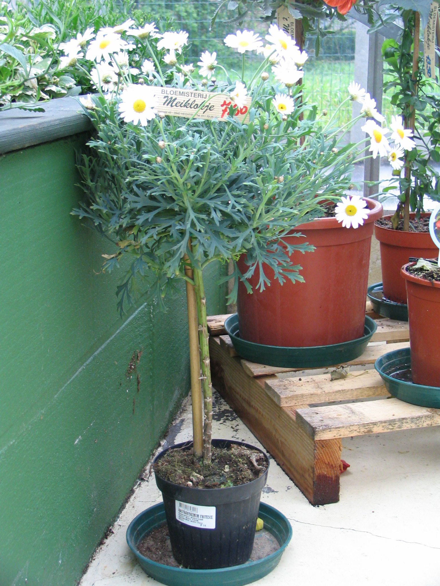 planten-seizoen-meiklokje-hechtel--