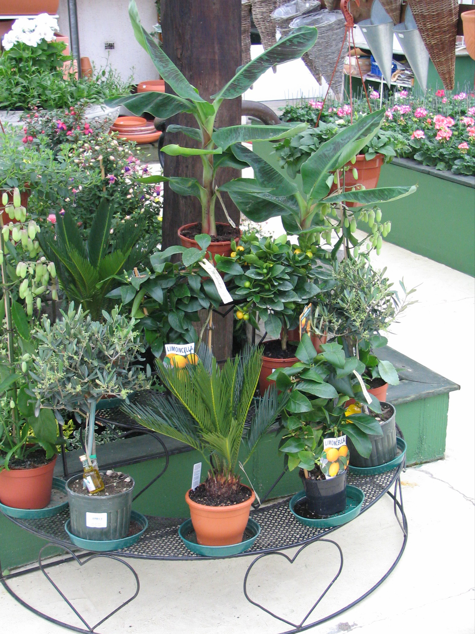 planten-seizoen-meiklokje-hechtel--
