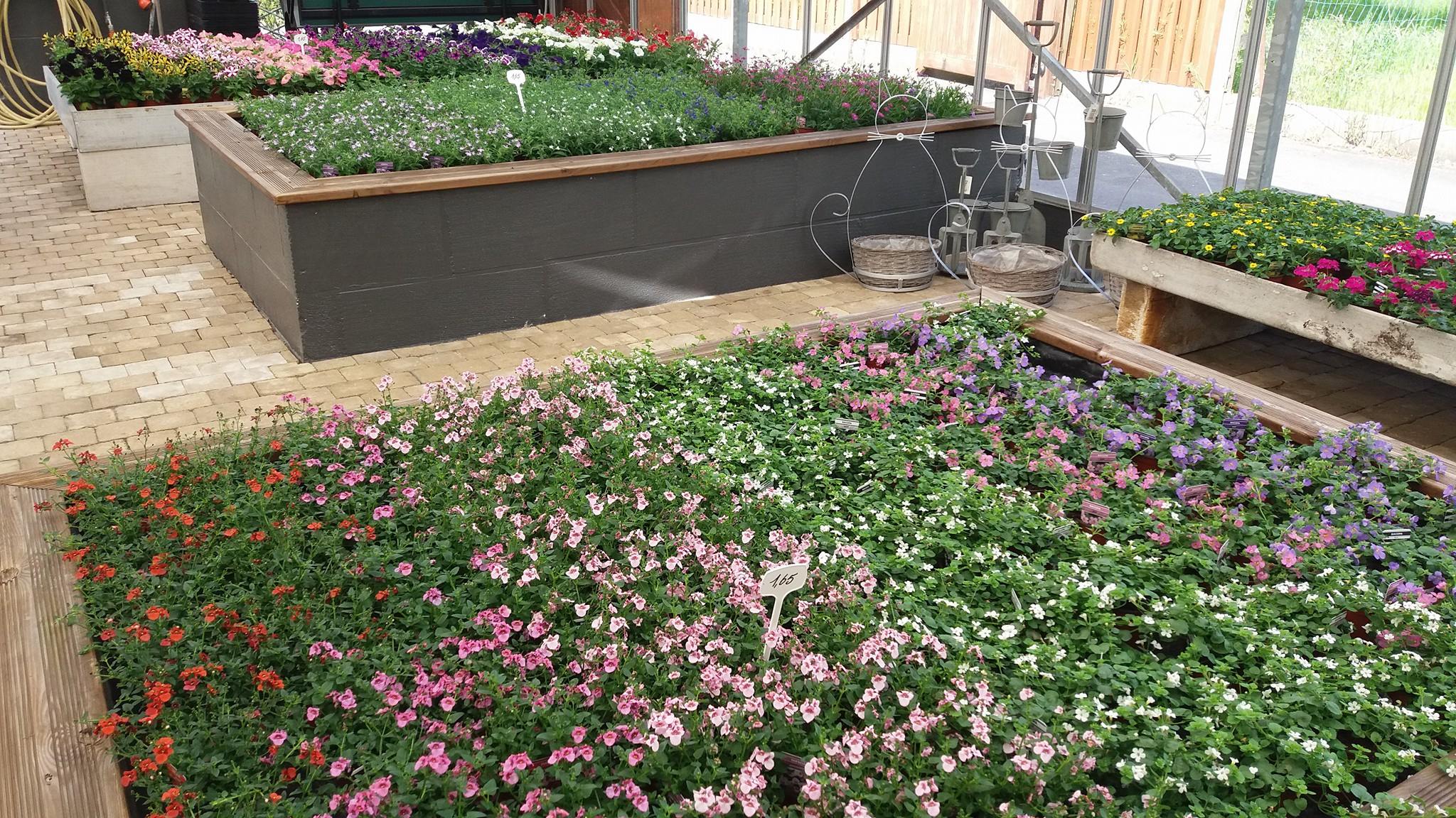 planten-seizoen-meiklokje-hechtel-